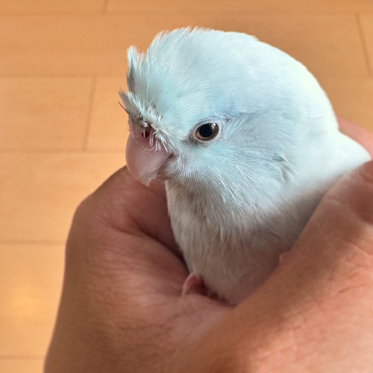 水浴び後の手抱っこでぬくぬくすルーちゃん。

Warm and warm.

#マメルリハ
#マメルリハインコ
#インコ
#アメリカン