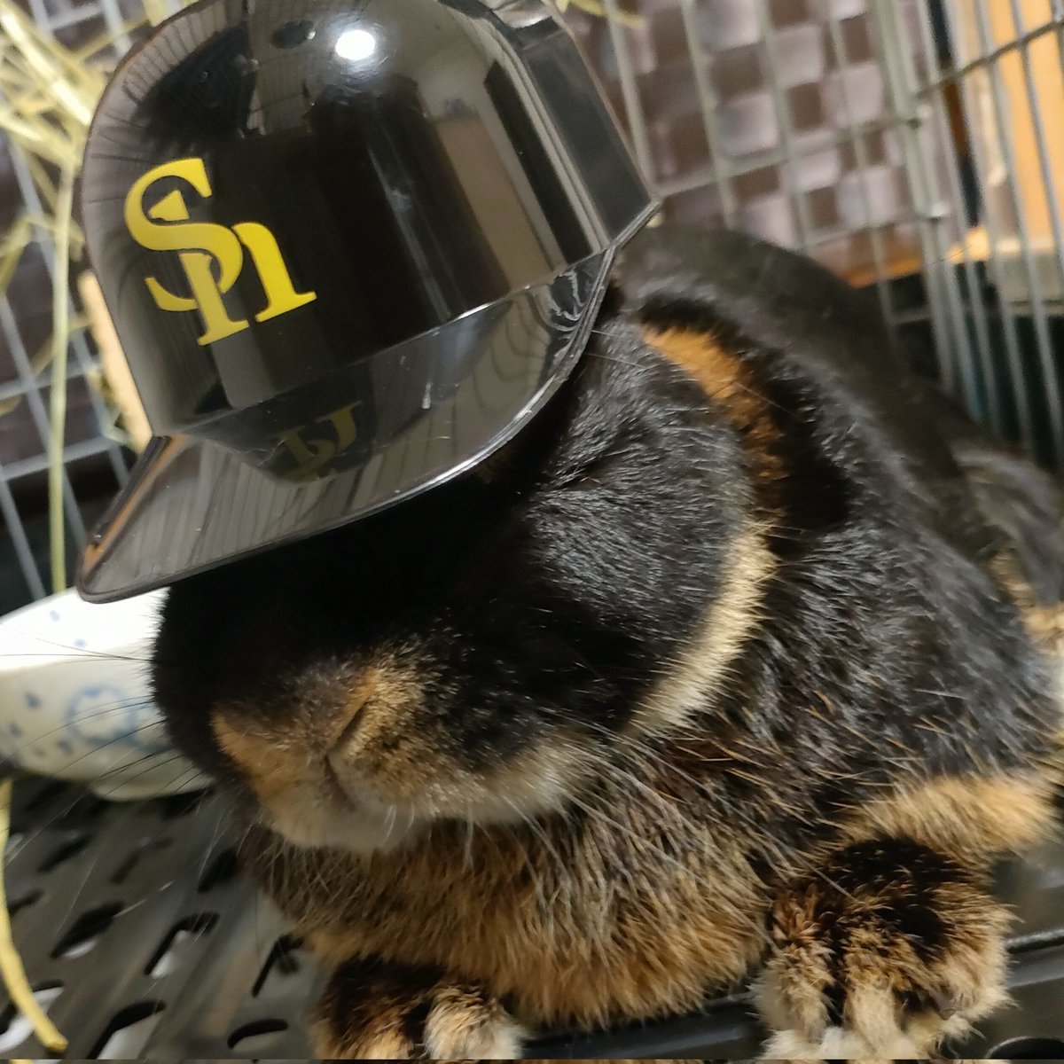 usagi_Spain's tweet photo. #新しいプロフィール画像 https://t.co/GNS6YhIPib
