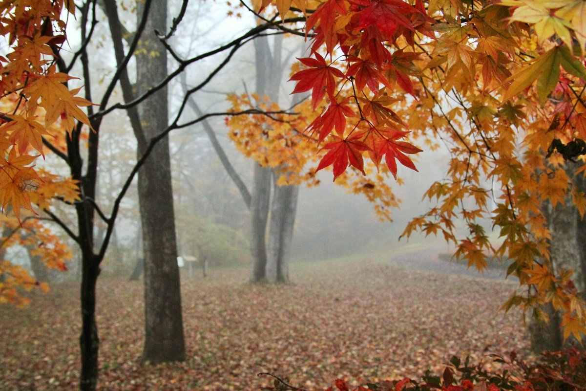 夏季特別展「生誕110年 立原道造展 夭折の生涯を辿って」終了まで残り約10日となりました.立原道造に関心のある方はどうぞお出かけください.過去に当館で1989,2014,2020年に開催した立原道造展と比べても,最も充実した内容となっています.写真は以前の撮影ですが,軽井沢高原文庫の立原道造詩碑周辺です