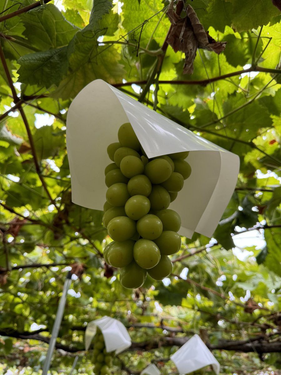 【山梨/シャインマスカット狩り】