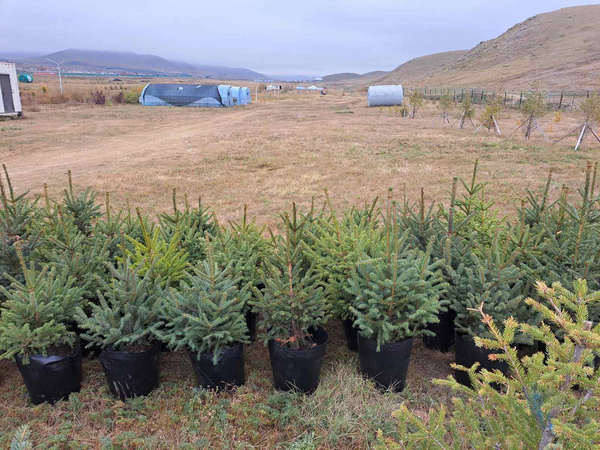 MECCMongolia's tweet image. МАРГААШ БҮХ НИЙТЭЭРЭЭ МОД ТАРИХ ӨДӨР
 “Бүх нийтээр мод тарих үндэсний өдөр”-ийн хүрээнд мод тарьж, арчлан ургуулах арга хэмжээг энэ  сарын 5-аас эхлэн зохион байгуулна.