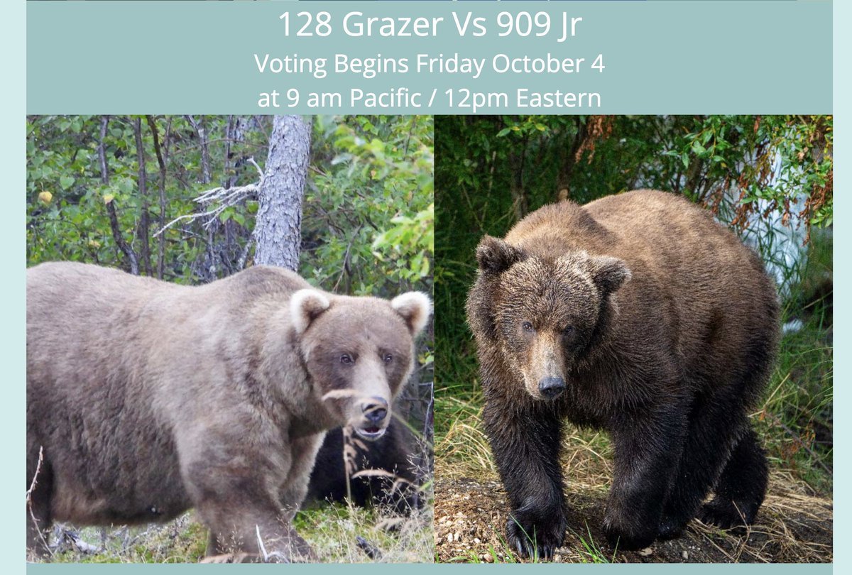 Lisa Highfill (@lhighfill) on Twitter photo Im pulling  for 909Jr for the final win! 🐻
Just playing around with ChatGPT for math connections for middle school math. 
chatgpt.com/share/e/66ff68…
explore.org/fat-bear-week#…
#mtbos #lessondesign #middleschool #FatBearWeek2024 Im pulling  for 909Jr for the final win! 🐻
Just playing around with ChatGPT for math connections for middle school math. 
chatgpt.com/share/e/66ff68…
explore.org/fat-bear-week#…
#mtbos #lessondesign #middleschool #FatBearWeek2024