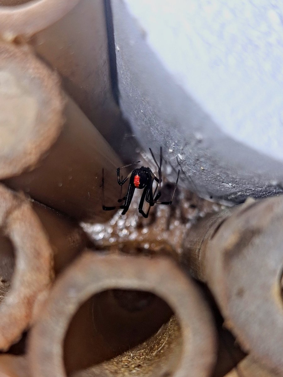 programmer1200's tweet image. Found this lovely spider outside my main door nesting the solitary beehive. #spider #missouri #arachnid