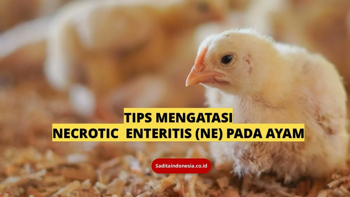 Jika Anda mencari informasi tentang penyakit Necrotic Enteritis (NE) pada ayam? Anda berada di tempat yang tepat! SIMAK ULASANNYA

saditaindonesia.co.id/penyakit-necro…