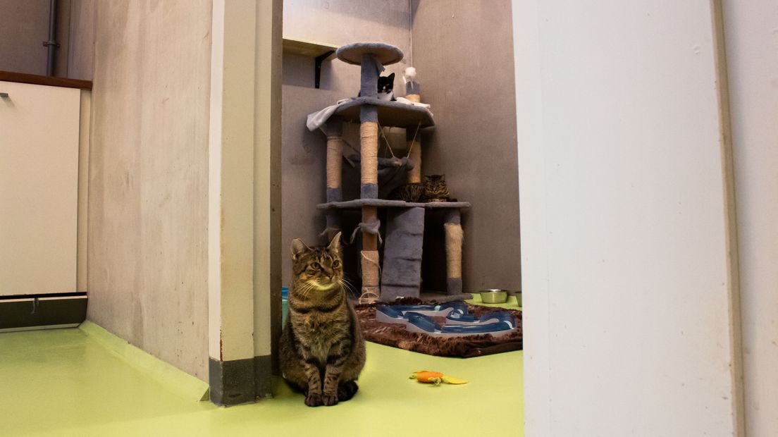 L1_Nieuws's tweet photo. Domper op dierendag: asiel in Born zat nog nooit zo vol
https://t.co/zD8NeBcF2z https://t.co/P05Q3zSEhk