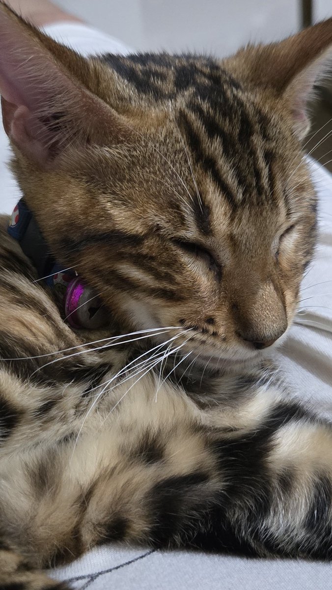 dhinaraikko's tweet photo. @blufffeeeyy Done.. pengen bgt bgt tp biaya tiket buat anak kucing ku yg lagi opname.. https://t.co/OkJZqE9rB4