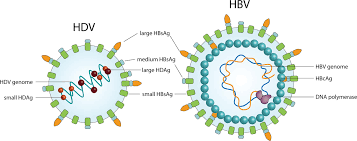 🚨Explore the key findings from the Evaluation of Patients with Hepatitis Delta Virus Infection at First Admission.
Gain insights into early diagnostic markers and treatment strategies for HDV.
#MedTwitter #Deltavirus #HDVinfection #MedicalResearch 
[scholarscentral.org/submissions/cl…]📝