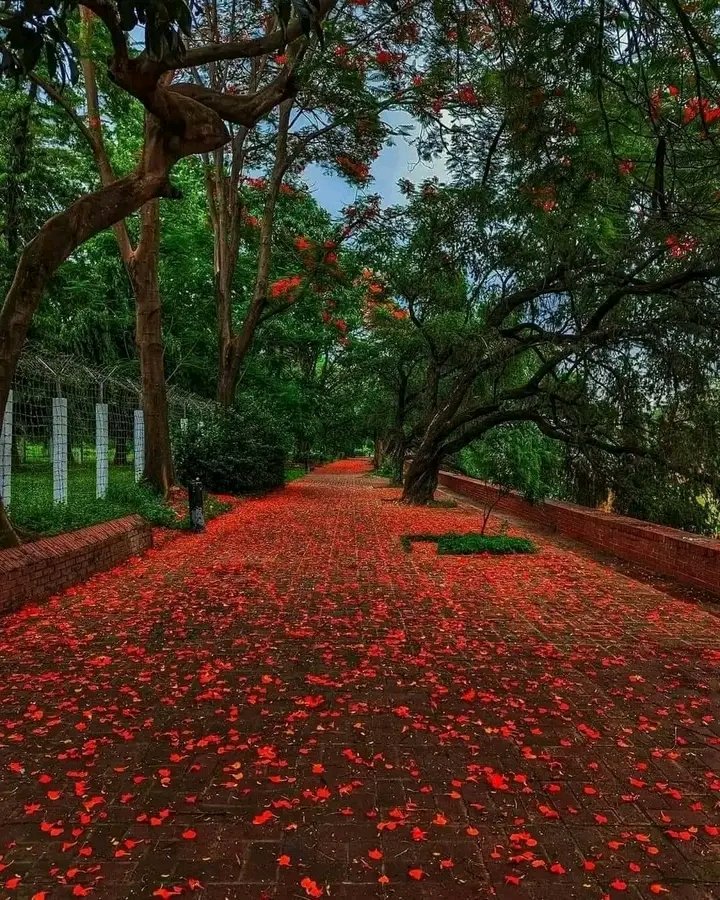 চলেন ঘুরে আসি 🌸❤️