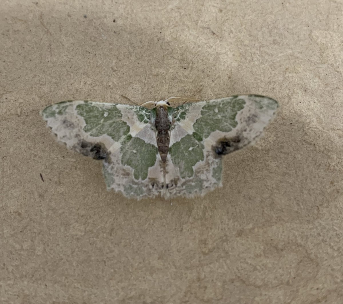 Kpakpaxe (@julswehh) on Twitter photo 