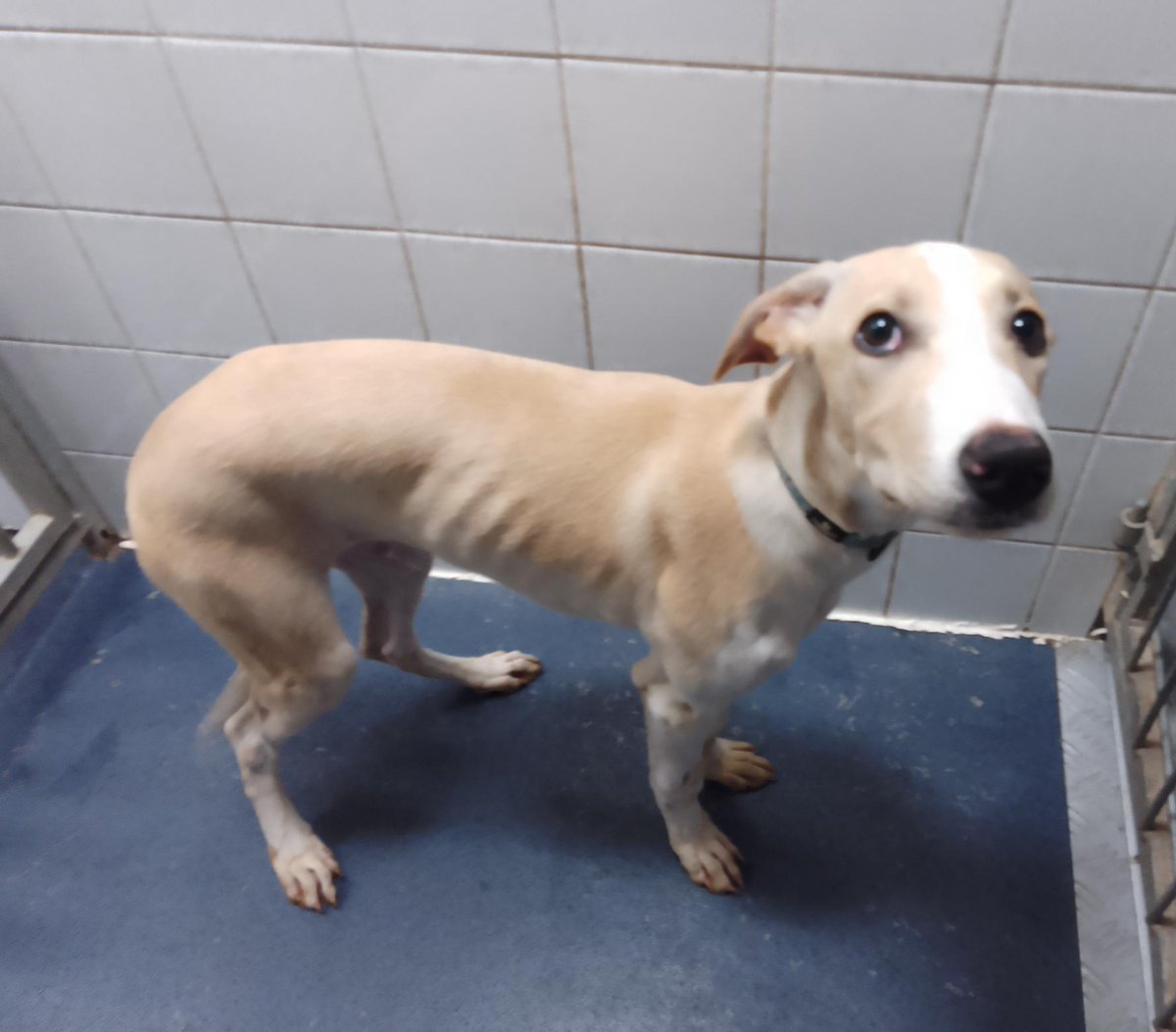 Please retweet to help find the owner or a rescue space for this stray/abandoned PUPPY found #GUILDFORD #SURREY #UK 
🆘 AT RISK OF EUTHANASIA IN A COUNCIL POUND🆘  Male LURCHER, PUPPY AGED 5 MONTHS, thin, found 29 September.  This council will not allow the public to adopt.