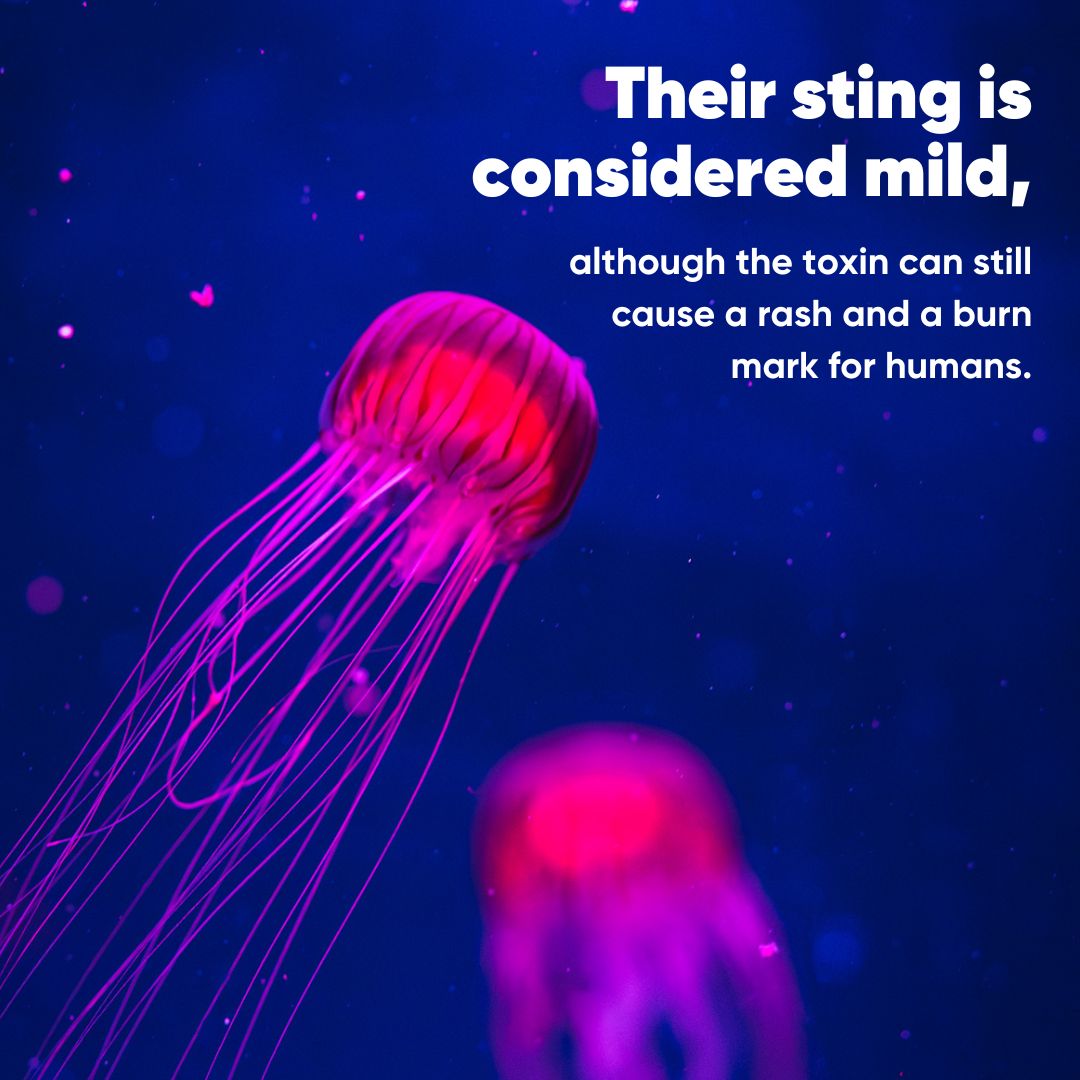 NMAPlymouth's tweet photo. Happy #FishFactFriday everyone! 
This week we'd like to introduce you to our newest species, the Japanese Sea Nettle!

🔍 You can find our new Japanese Sea Nettles in our Ocean Drifters Zone! https://t.co/HTUE4386jm