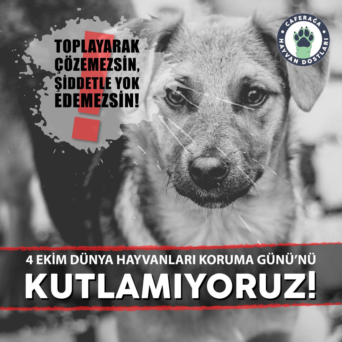 Caferağa Mahallesi Hayvan Dostları 🐾 tweet media