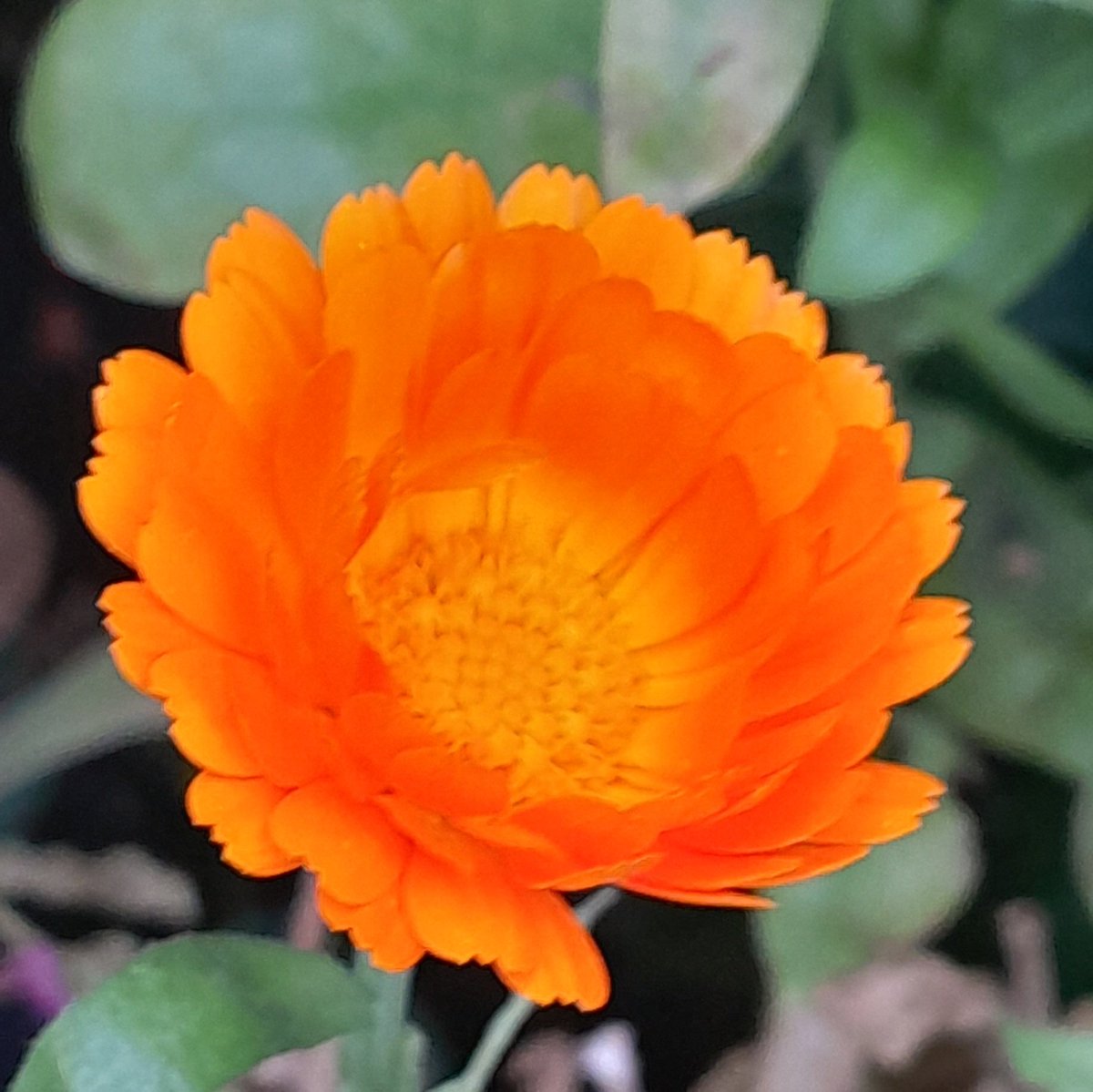 tinawhite09's tweet image. Have a lovely Friday everyone #brightness on a dark morning