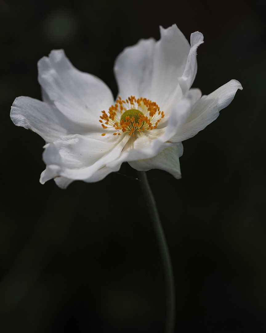 Kwiatek, który marzy o wystąpieniu w Jeziorze Łabędzim