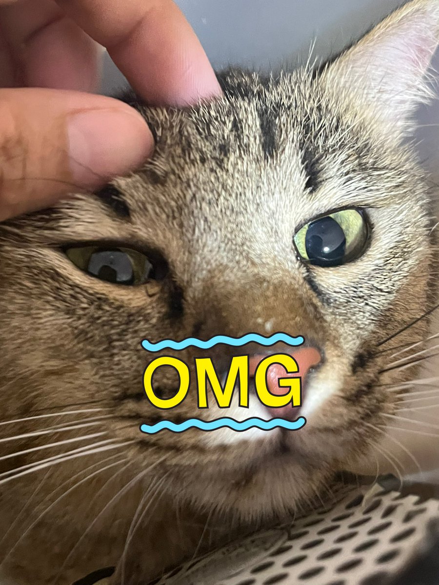 stnsm4yi's tweet image. GUESS WHO IS HOME!!! 😭💚