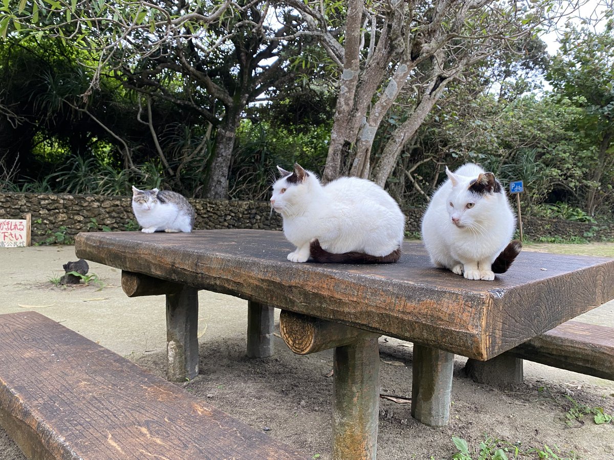 inu712's tweet photo. 懐かしい竹富島 https://t.co/oRlDRklWLI