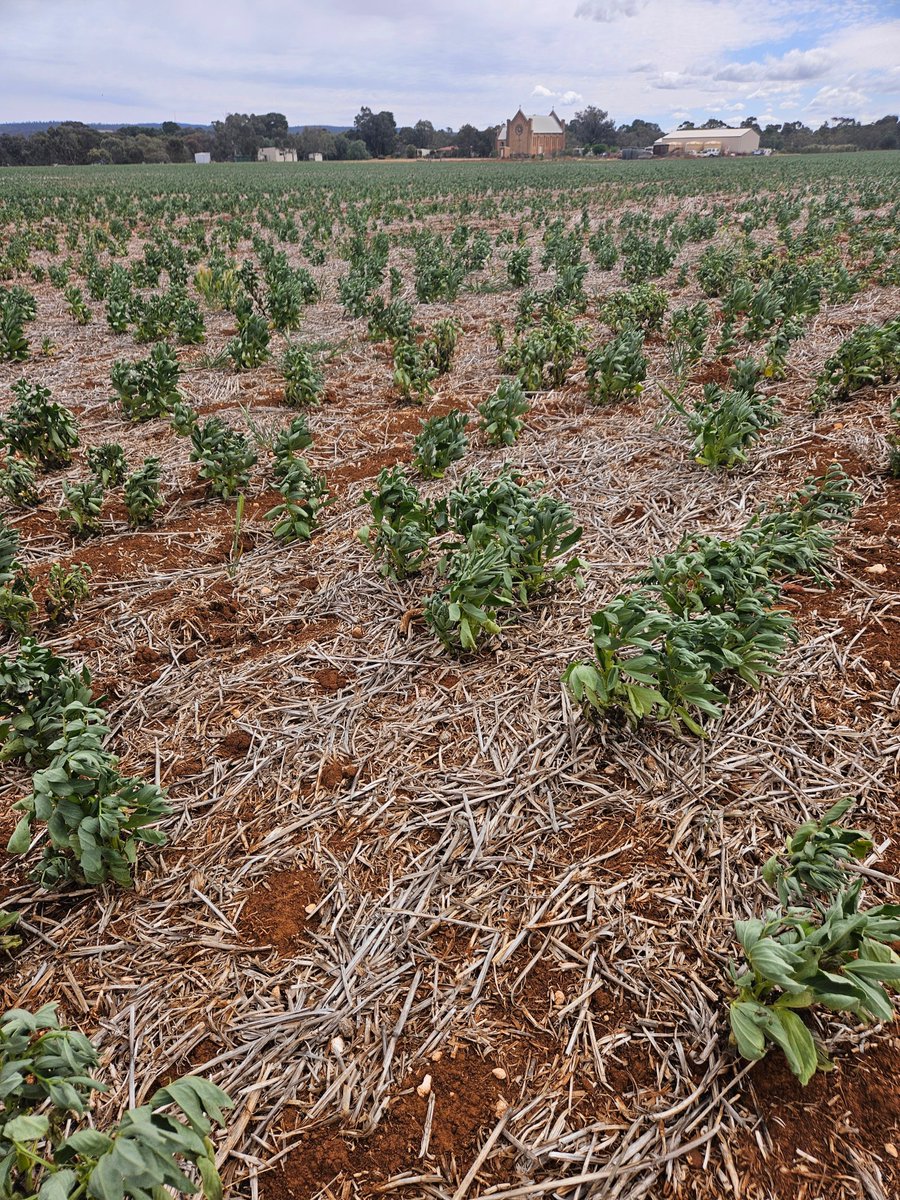 Leighton Wilksch tweet media