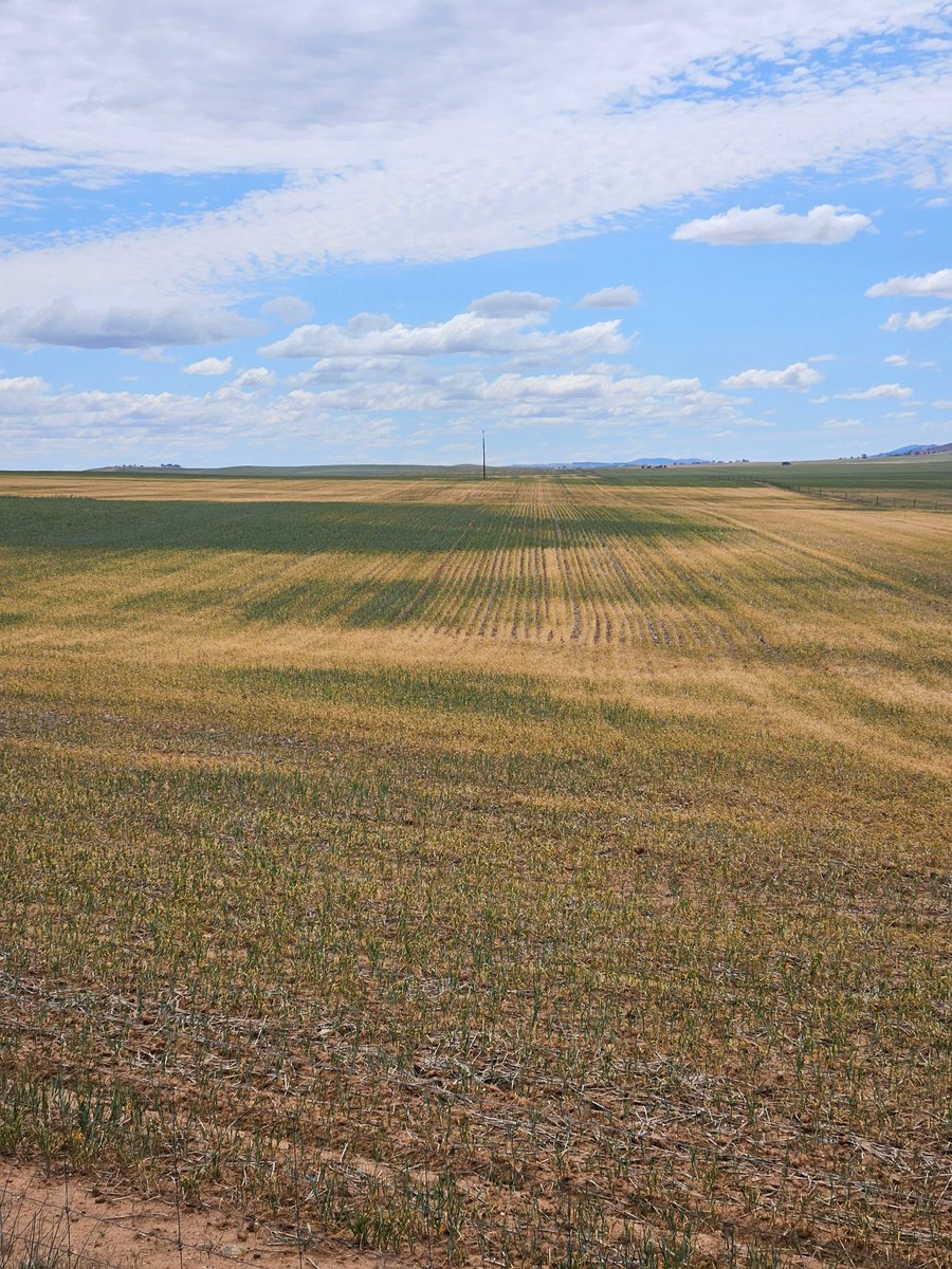 Leighton Wilksch tweet media