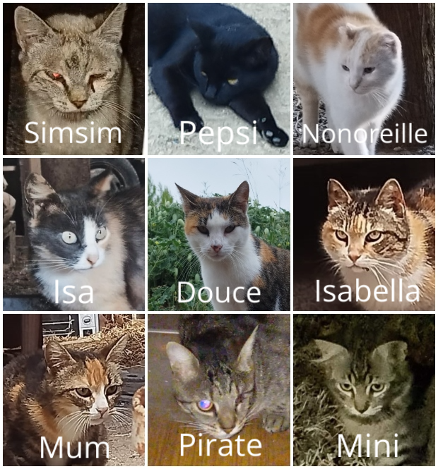 Cat_Kapow's tweet photo. The world needs #Kindness 🐈 When good people make a difference we can help. Association in 🇫🇷#Narbone take care of 200 street cats & #kittens. Little hungry faces plea for food & empathy💔😿♥️🙏Can you help raise 1,000kg of kibble #cats #AdoptDontShop
➡️https://t.co/XHyfAGAg77 https://t.co/nvJqDbuq67