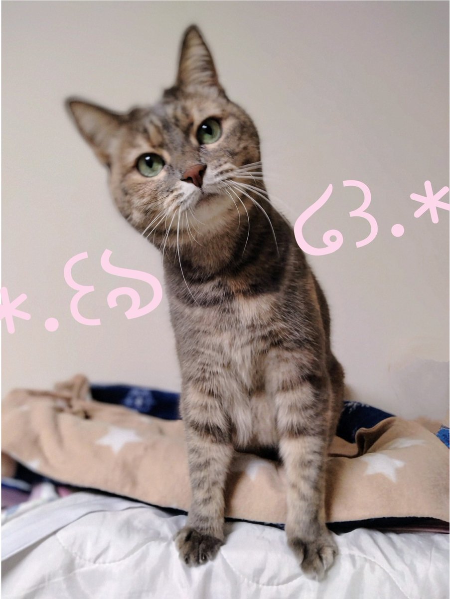 Tarakano0621's tweet image. #天使の日
とても可愛くて
とてもおりこうだから
神様に呼ばれたんだよね໒꒱· ﾟ
 #たらめ