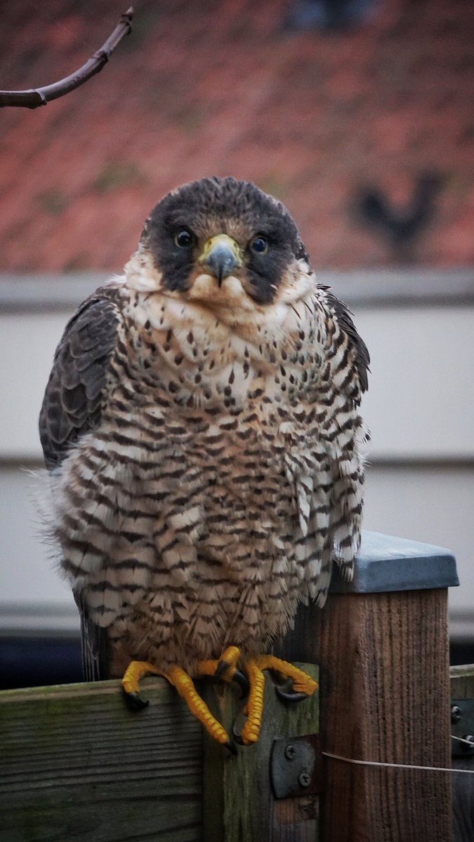 Robbie Holmes tweet media