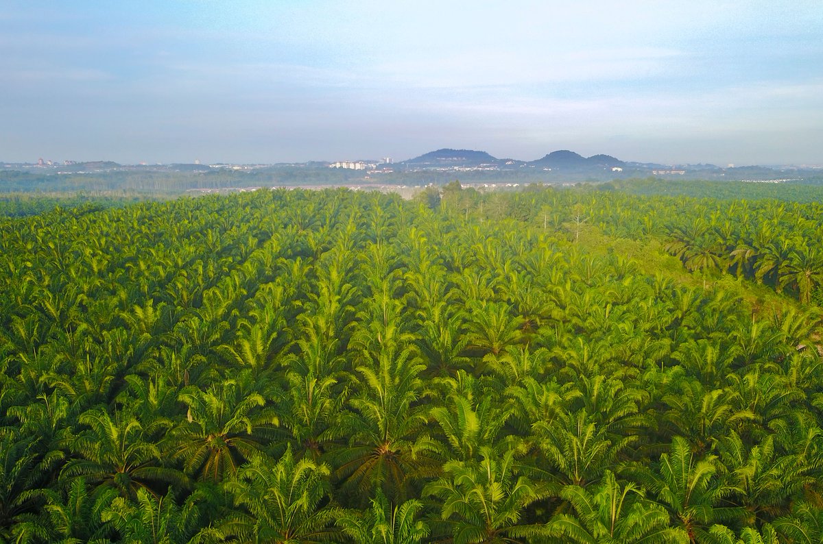 The high price of idealism: Why pragmatism must lead the #climate fight

Read the full op-ed by #MPOC Chairman Datuk Carl Bek-Nielsen: buff.ly/3Y7oz2n