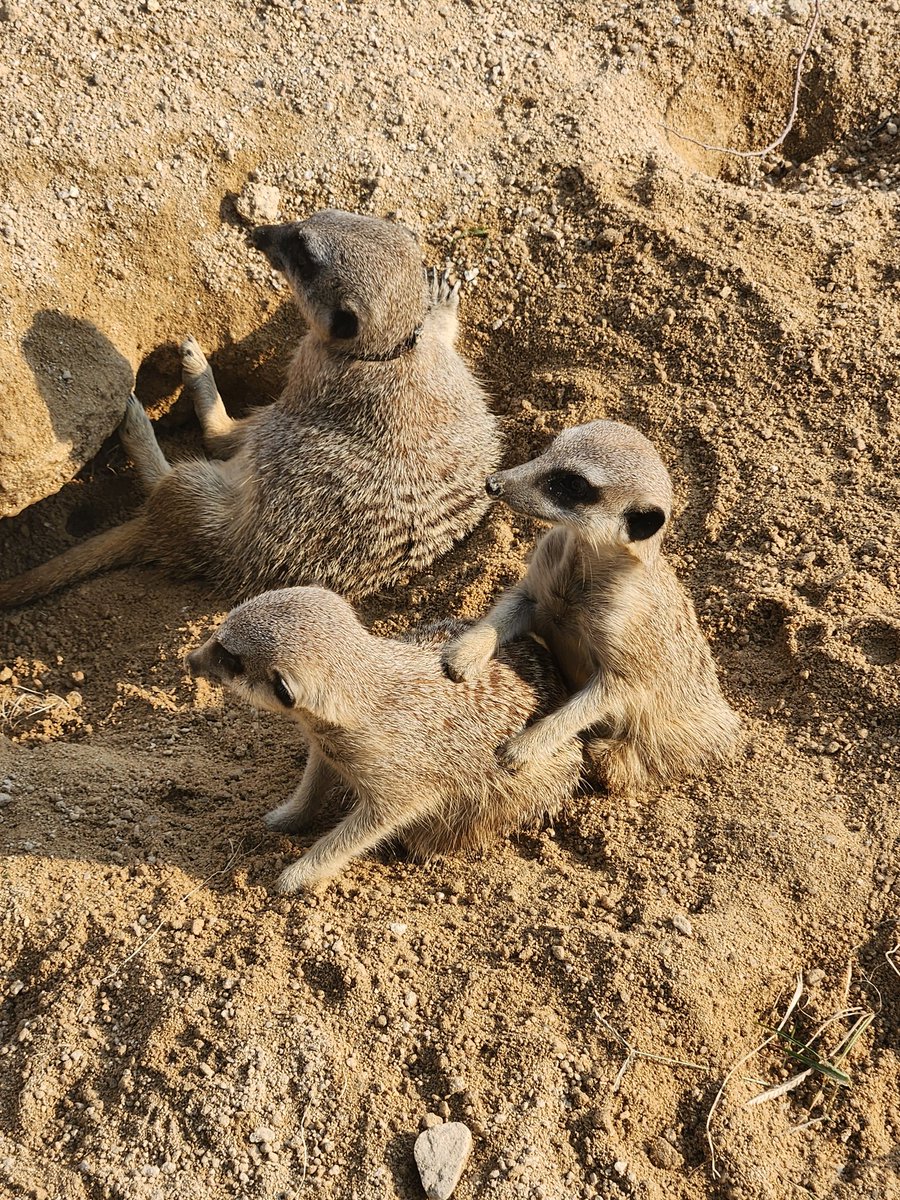 날씨좋은날 어린이대공원  미어캣이 젤귀욤