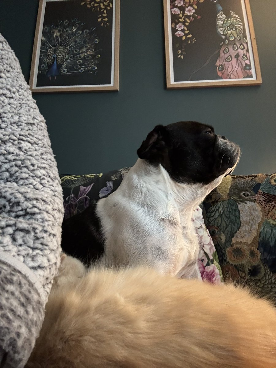 duchess_salty's tweet image. The face you make when the cat has stolen your favourite spot next to your human. #Frenchie #FrenchieProblems 😂