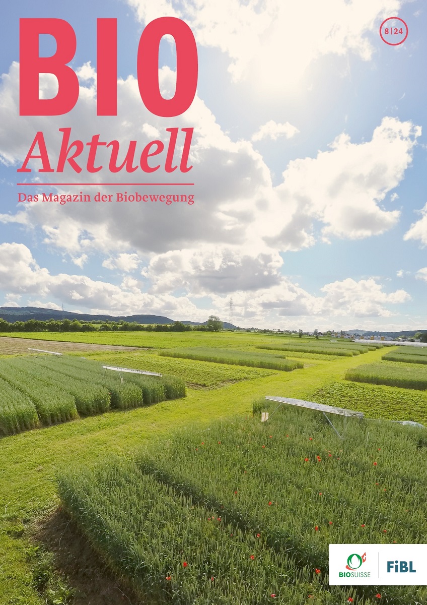 Druckfrisch: Ausgabe 8/24 von Bioaktuell mit dem Schwerpunktthema 45 Jahre <a href="/fiblorg/">FiBL</a> DOK-Versuch mit Langzeitvergleich von Bio &amp; konventionell. Weiteres:
🌻Sonnenblumenanbau
🦌Hirschhaltung 
🎥Neue Werbespots von <a href="/SuisseBio/">Bio Suisse</a>  
Hier gehts zum E-Paper und Abo:
bioaktuell.ch/aktuell/magazi…