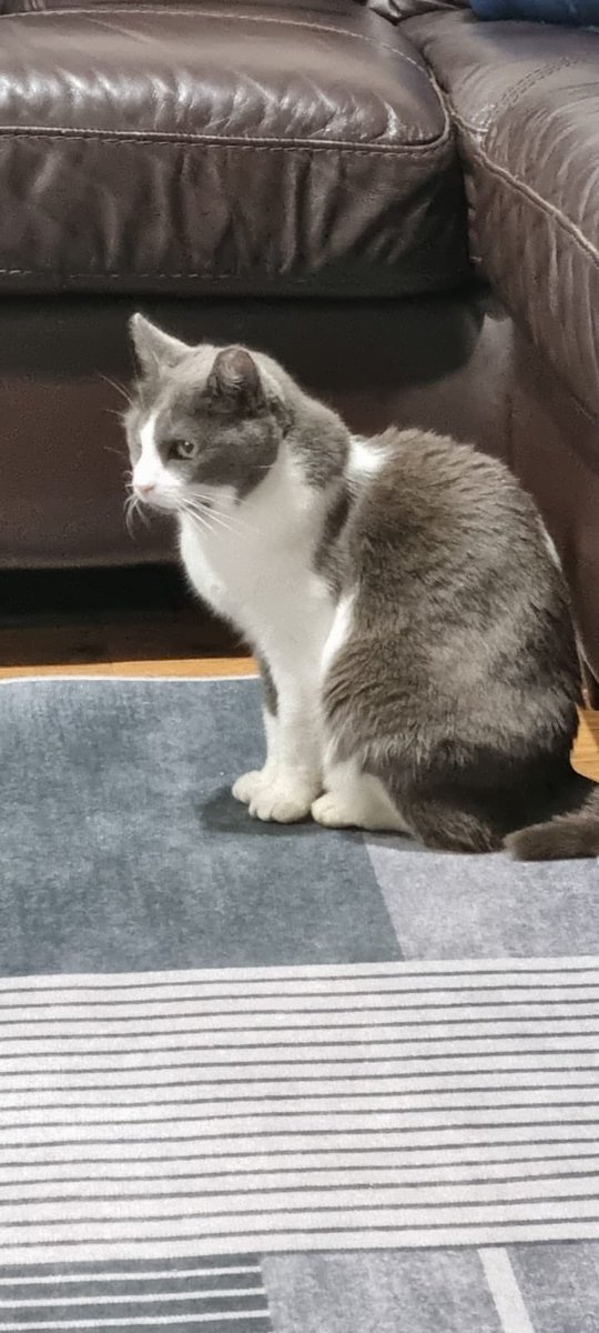 SMALLFIVEVET's tweet image. A huge thank you to @thepetimportspecialist and @animallogistics for your expertise and dedication in making this journey a smooth and successful one. Here’s to many happy moments ahead for Chloe &amp;amp; Bella in their new home! 🏡🐕❤️ #PetRelocation #HomeAtLast #Petrelocationkenya