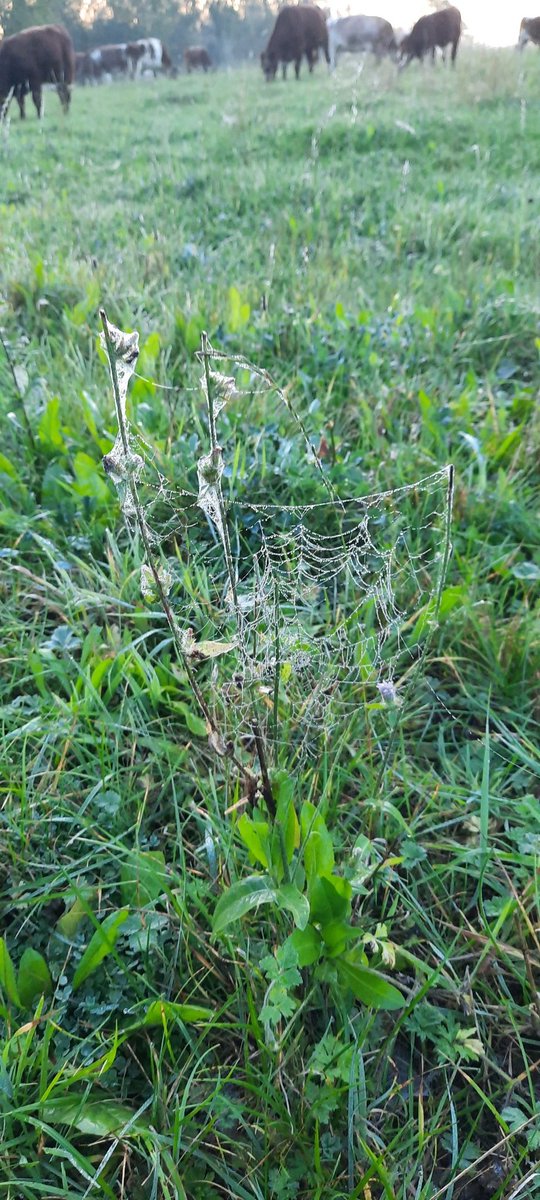 Fraser Hugill (@fraserhugill) on Twitter photo Good morning to see Web of life across range of farmed habitat. <a href="/NFFNUK/">Nature Friendly Farming Network</a> <a href="/Howardian_Hills/">Howardian Hills National Landscape</a> Good morning to see Web of life across range of farmed habitat. <a href="/NFFNUK/">Nature Friendly Farming Network</a> <a href="/Howardian_Hills/">Howardian Hills National Landscape</a>
