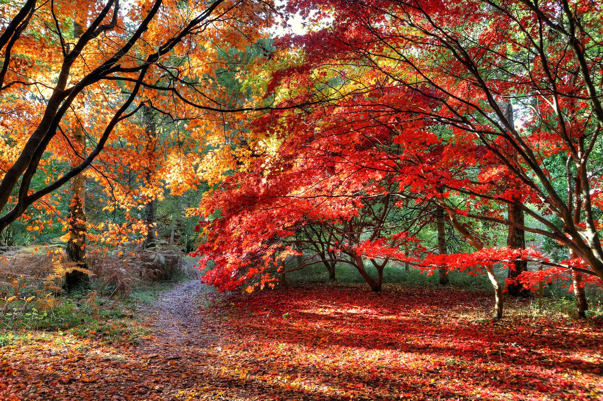 Herefordshire Wildlife Trust (@herefordshirewt) on Twitter photo Autumn colour season is almost upon us <a href="/QueenswoodArb/">Queenswood Arboretum & Woodlands</a> in #Herefordshire.
Open daily, dawn to dusk. 🍂
📷Steve Adams
<a href="/VisitHfds/">Visit Herefordshire</a> <a href="/EatSleepLiveHfd/">Eat Sleep Live Herefordshire</a> Autumn colour season is almost upon us <a href="/QueenswoodArb/">Queenswood Arboretum & Woodlands</a> in #Herefordshire.
Open daily, dawn to dusk. 🍂
📷Steve Adams
<a href="/VisitHfds/">Visit Herefordshire</a> <a href="/EatSleepLiveHfd/">Eat Sleep Live Herefordshire</a>