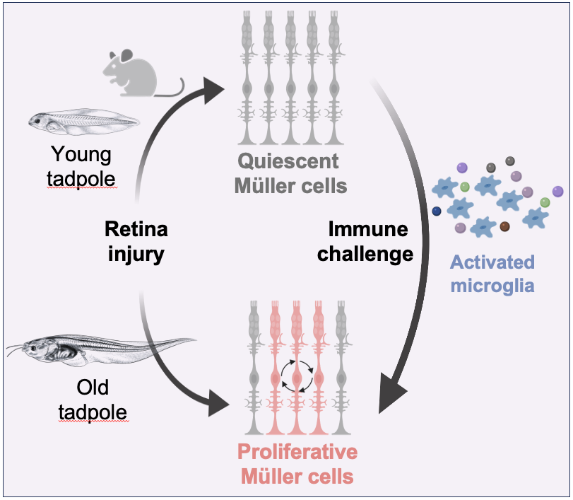 Muriel PERRON (@murielperron) on Twitter photo Our latest study is out in <a href="/ScienceAdvances/">Science Advances</a>! Age-related differences in the inflammatory microenvironment account for the striking variation in 🐸 Müller cell proliferation after injury across developmental stages. science.org/doi/10.1126/sc… 👇
<a href="/NeuroPSI_saclay/">Paris-Saclay Institute of Neuroscience</a> Our latest study is out in <a href="/ScienceAdvances/">Science Advances</a>! Age-related differences in the inflammatory microenvironment account for the striking variation in 🐸 Müller cell proliferation after injury across developmental stages. science.org/doi/10.1126/sc… 👇
<a href="/NeuroPSI_saclay/">Paris-Saclay Institute of Neuroscience</a>