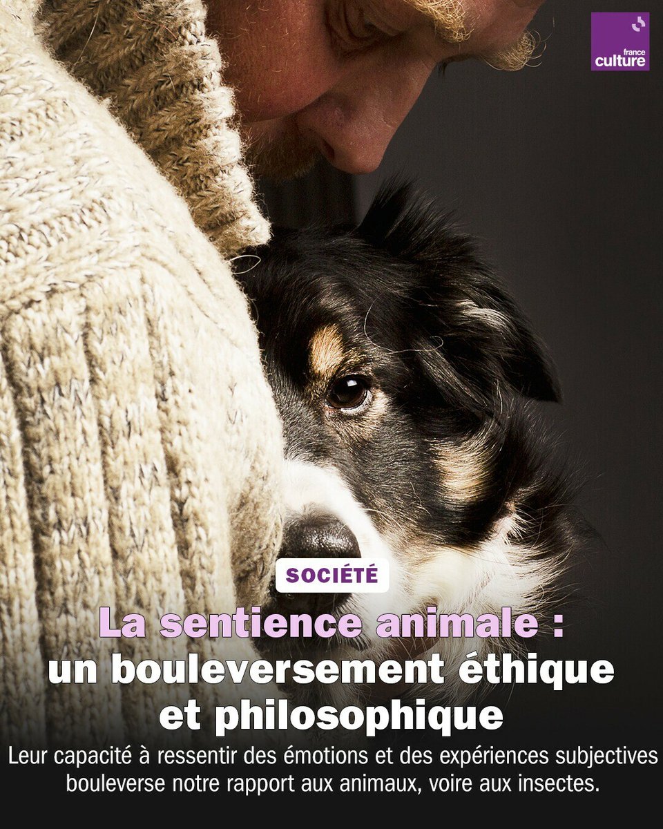 franceculture's tweet photo. La sentience, c'est bien plus que les chiens et chats ! Elle inclut aussi 🦎 reptiles, 🐟 poissons, 🦑 pieuvres, 🦞 crustacés et même 🐝 abeilles. On vous explique de quoi il s'agit.
➡️ https://t.co/om8Z0R2bPm https://t.co/xRa8Dy1UCC