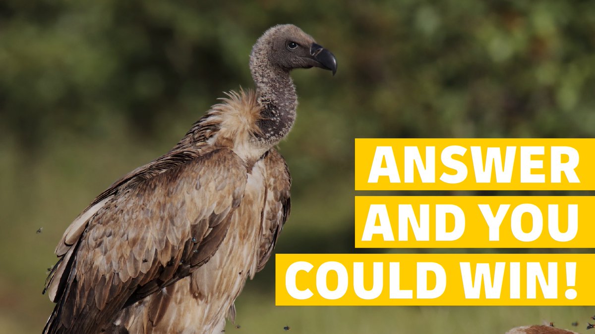 DHLAfrica's tweet image. Tell us which African country’s national animal is the vulture and you could WIN a DHL hamper!​
​
Clue: This country is home to the legendary city of Timbuktu.​
​
#DHLDelivers #QuickQuiz
