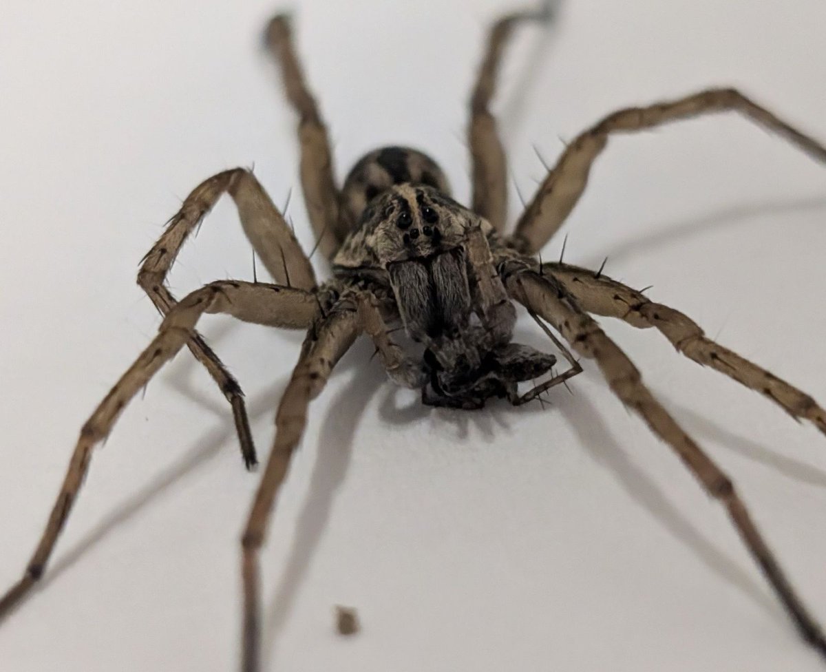 #Arachtober 
It's a spider-eat-spider world out there!