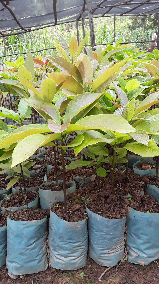 Forest of Hope (FHA) tweet media