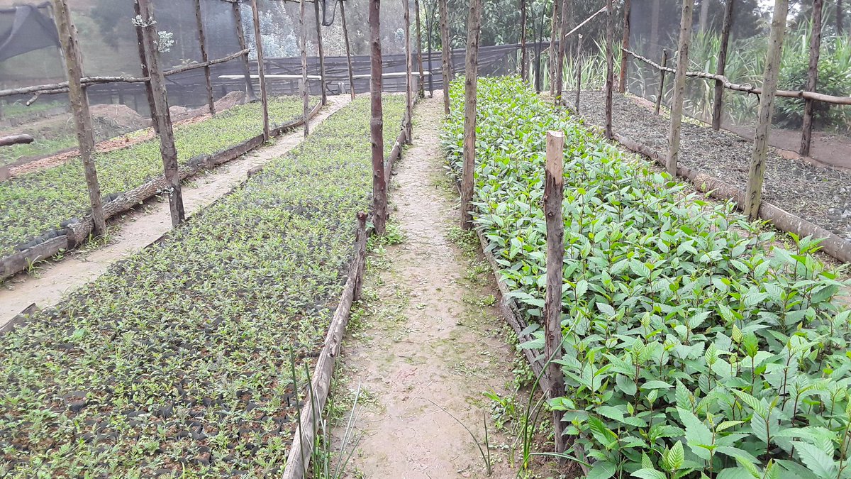 Forest of Hope (FHA) tweet media