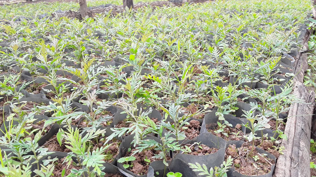 Distribution of grown agroforestry seedlings, including Alnus sp to local people will engage them in conservation activities and we aim  positive impact to the environment and local livelihoods.#terrafund #afri100 #RDB #onetreeplanted #seedlings #agroforestry.