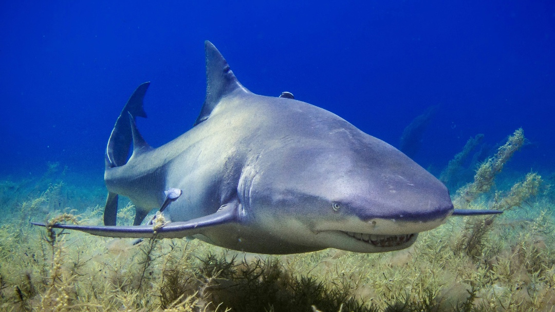 Alexander Verbeek 🌍 (@alex_verbeek) on Twitter photo 🦈
Sharks should no longer be killed for squalane.
Thanks to innovative alternatives developed by Amyris through <a href="/JMP_software/">JMP Software</a>'s powerful statistical analysis, there are sustainable solutions for the environment.
Video:
➡️youtube.com/watch?v=ICxwU-…
#yesJMPcan #innovation #oceans 🦈
Sharks should no longer be killed for squalane.
Thanks to innovative alternatives developed by Amyris through <a href="/JMP_software/">JMP Software</a>'s powerful statistical analysis, there are sustainable solutions for the environment.
Video:
➡️youtube.com/watch?v=ICxwU-…
#yesJMPcan #innovation #oceans