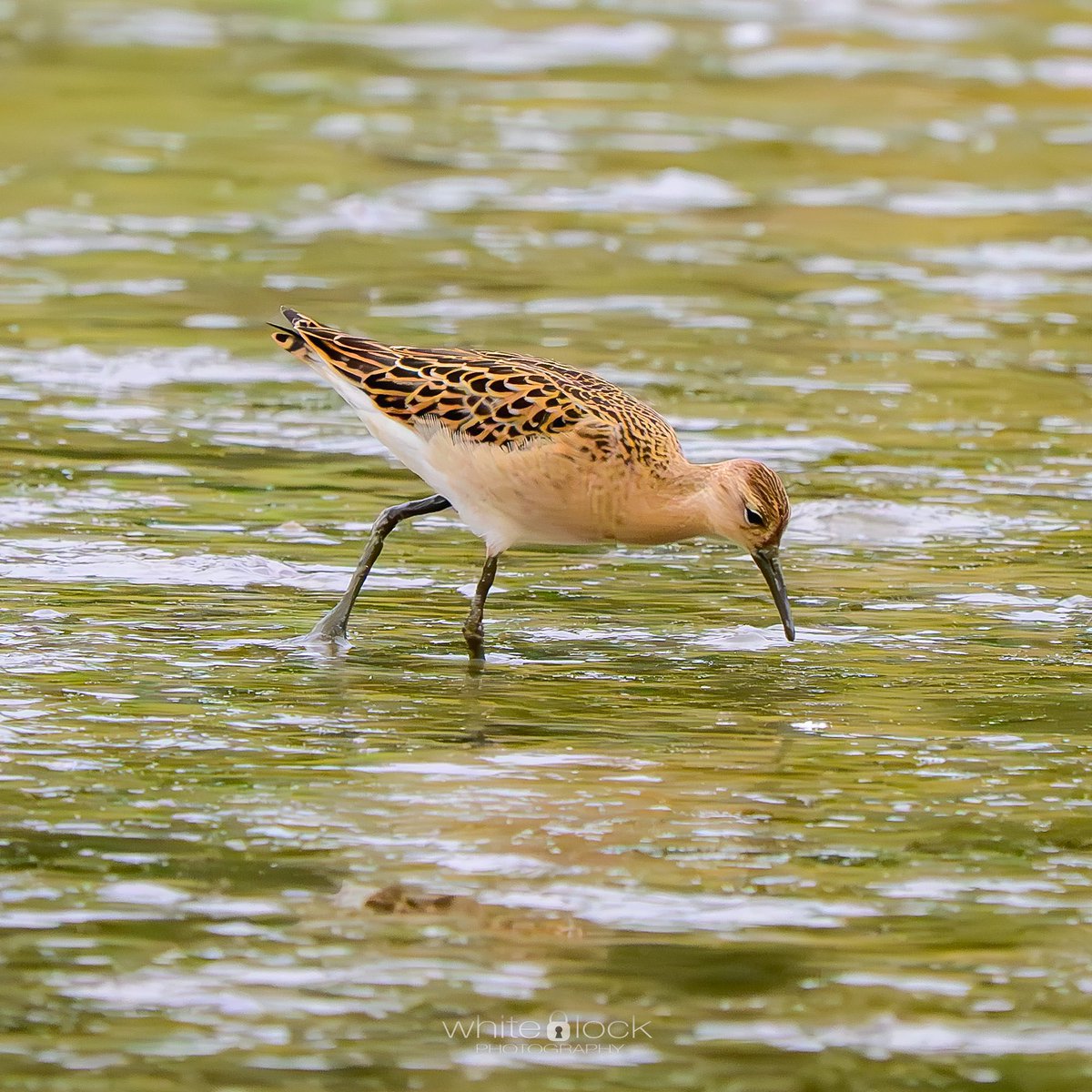 mwhitelock's tweet photo. A #ruff on Wader Lake during September at @WWTWashington 

#wetlands #wwt #wwtwashington #wwtwetlands #wildlife #wildlifephotography #bestbirdshots #birding #birdingphotography #birdfact #northeast #northeastuk  #nikon #nikonz #nikoneurope https://t.co/uRqcD7Z6sh