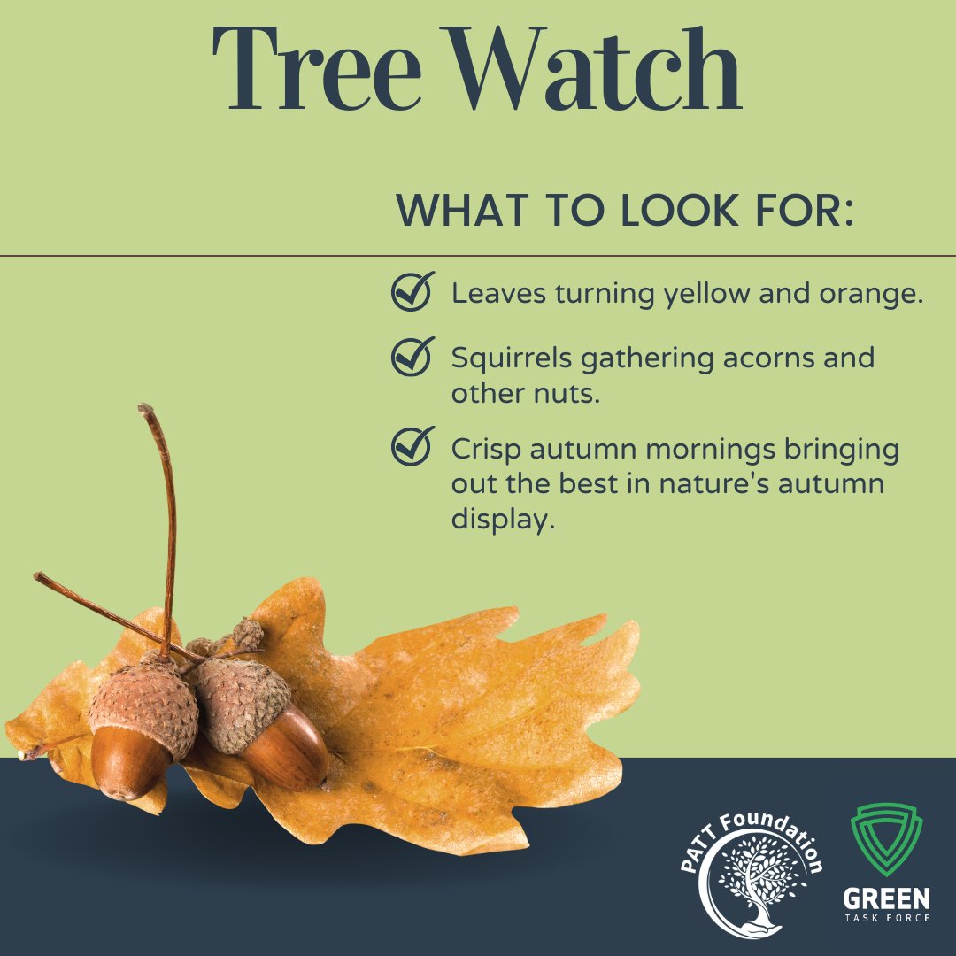 If you're out and about, look closer.

What to look for:
🌳 Leaves turning yellow and orange—especially in oaks and beeches.
🌳 Squirrels gathering acorns and other nuts. 🐿️.
🌳 Crisp autumn mornings bringing out the best in nature's autumn display.