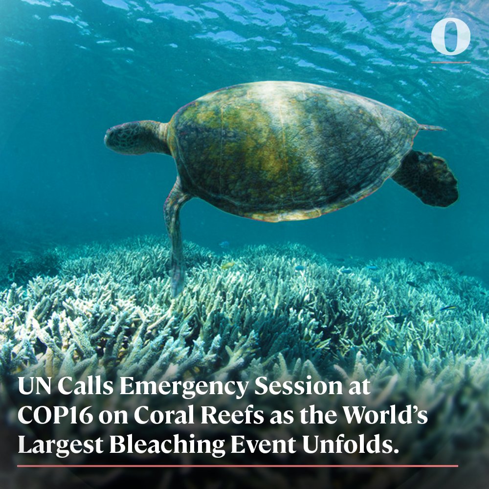 Oceanographic (@oceano_mag) on Twitter photo “I am deeply concerned about the ongoing"..."coral bleaching event” said Peter Thompson, UN Special Envoy for the Ocean.
🔗 Full story: oceanographicmagazine.com/news/emergency…
<a href="/GlobalFundCoral/">Global Fund for Coral Reefs</a>
#COP16 #CoralReefs #SaveOurSeas #Ocean #OceanConservation #GlobalWarming #ClimateChange “I am deeply concerned about the ongoing"..."coral bleaching event” said Peter Thompson, UN Special Envoy for the Ocean.
🔗 Full story: oceanographicmagazine.com/news/emergency…
<a href="/GlobalFundCoral/">Global Fund for Coral Reefs</a>
#COP16 #CoralReefs #SaveOurSeas #Ocean #OceanConservation #GlobalWarming #ClimateChange