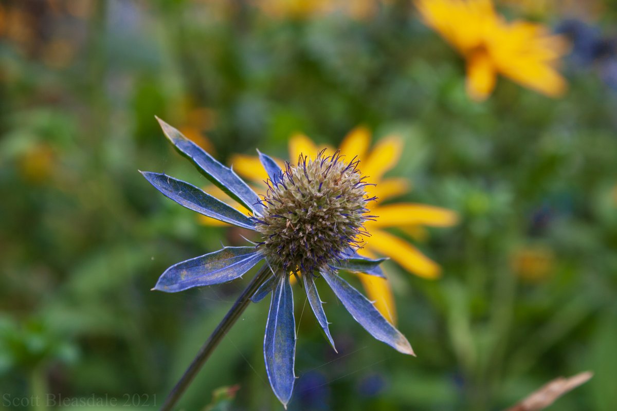 scottelbee's tweet photo. #FlowersOnFriday #seaholly #photography https://t.co/vm2yWSg8FU