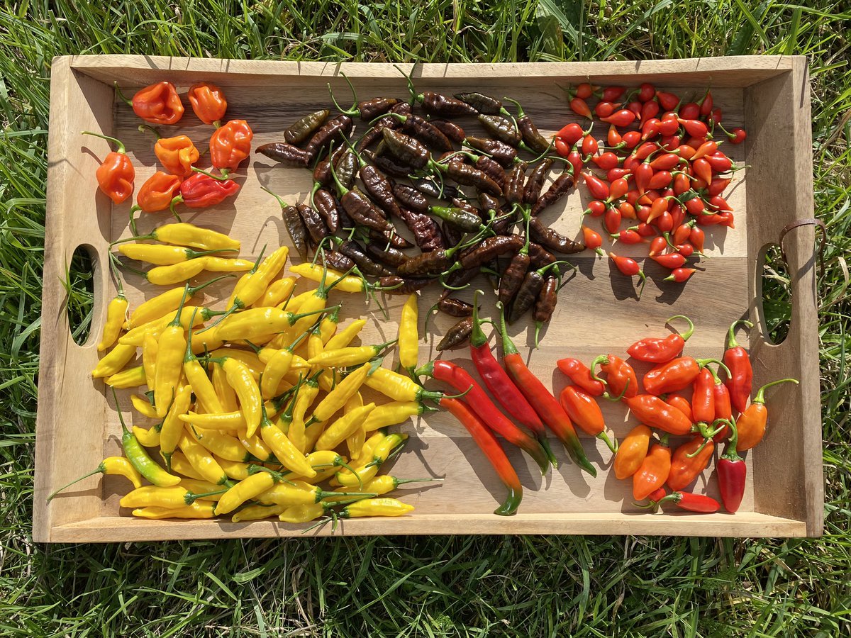 Briar Farm tweet media