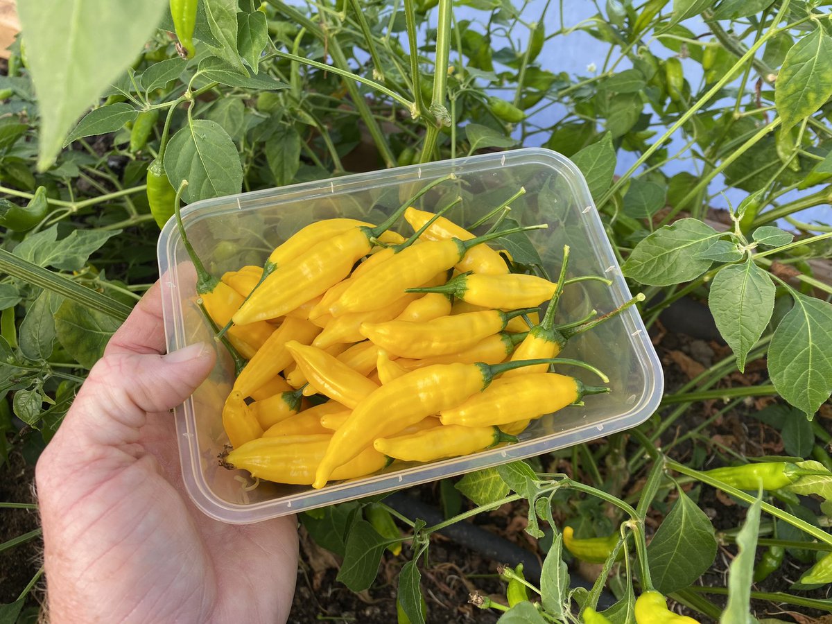 Briar Farm tweet media