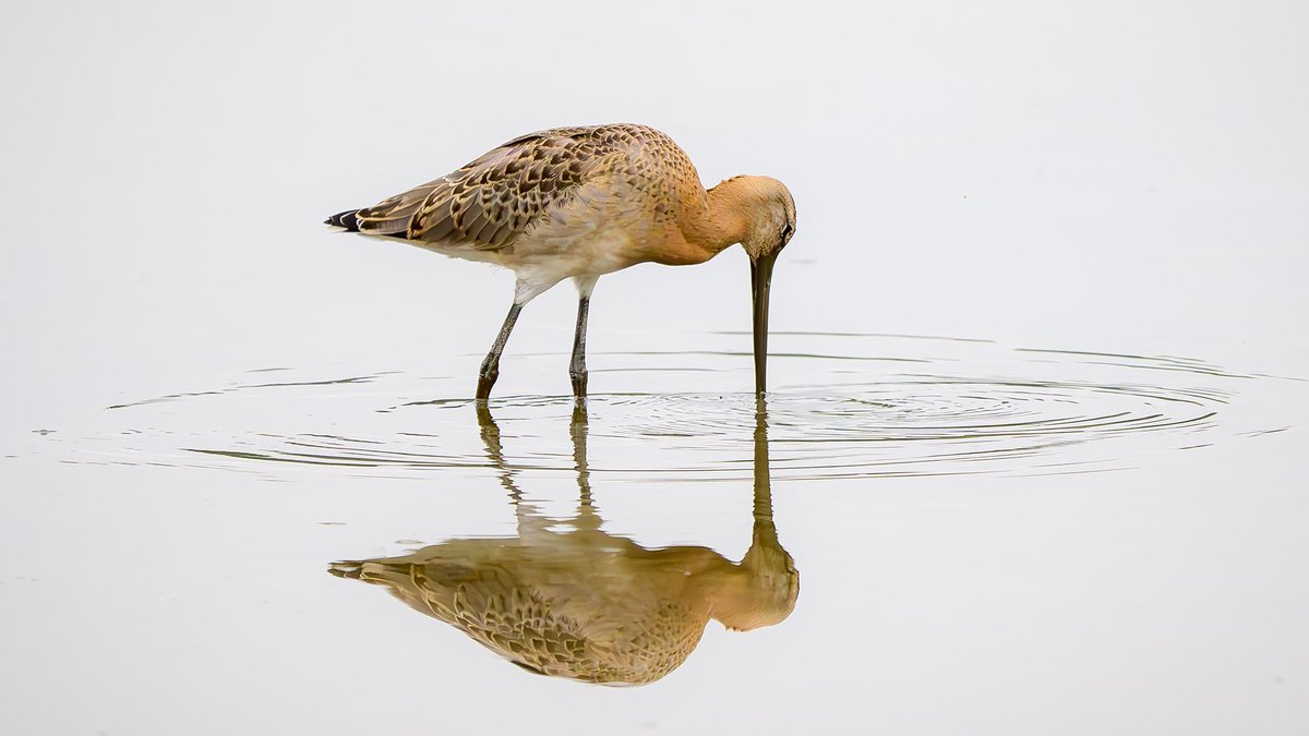mwhitelock's tweet photo. A #blacktailedgodwit on Wader Lake during September at @WWTWashington 

#wetlands #wwt #wwtwashington #wwtwetlands #wildlife #wildlifephotography #bestbirdshots #birding #birdingphotography #birdfact #northeast #northeastuk  #nikon #nikonz #nikoneurope #highkey #reflection #lake https://t.co/w631r2LWiM
