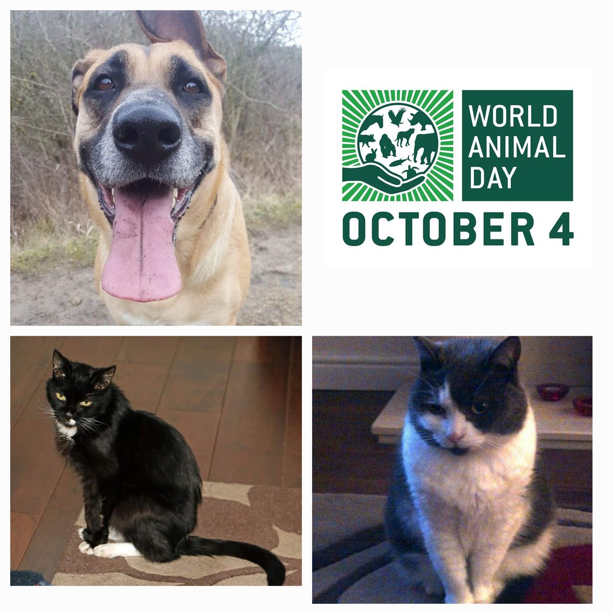 Celebrating all our girls on World Animal Day. No longer with us but always in our hearts ♥️