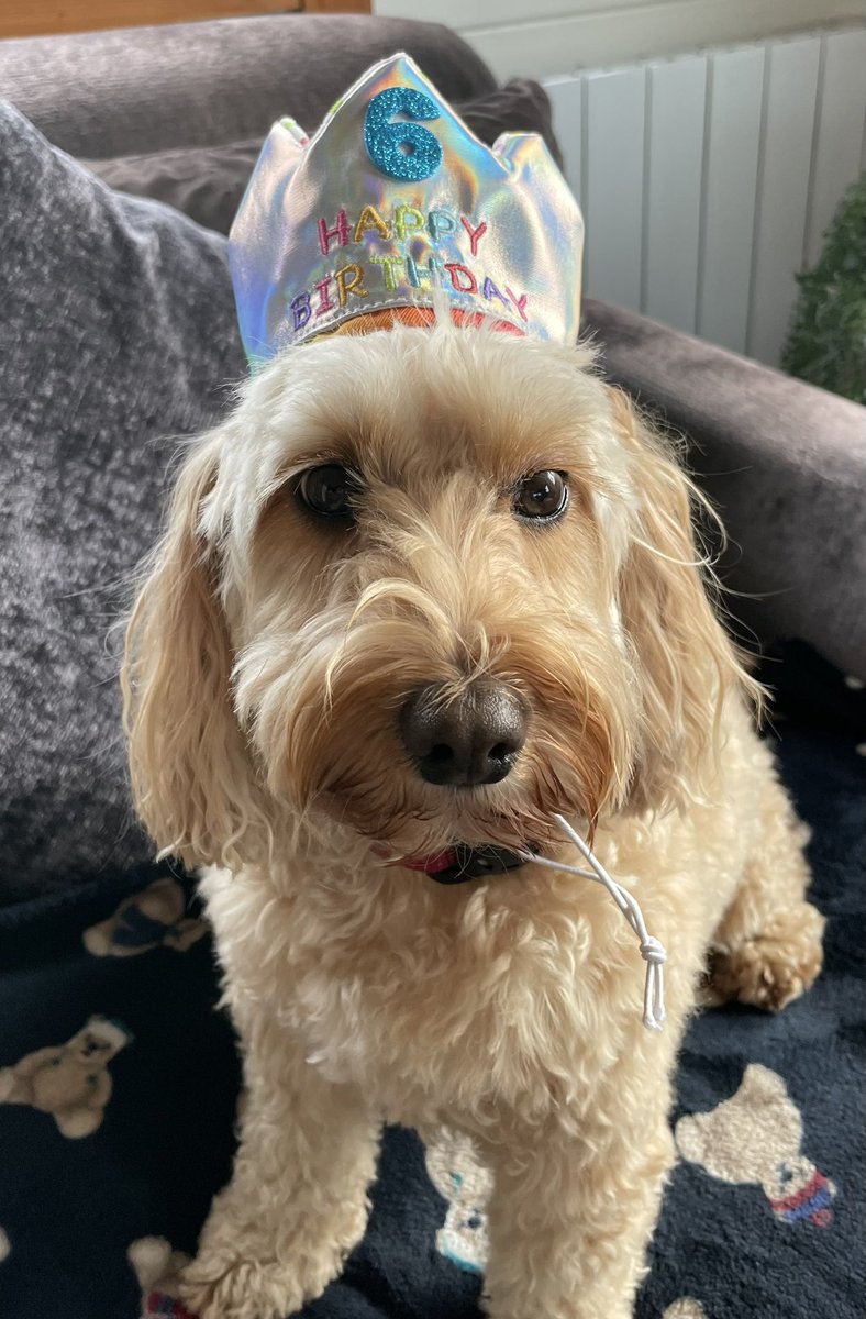 Daisy Dog tweet media