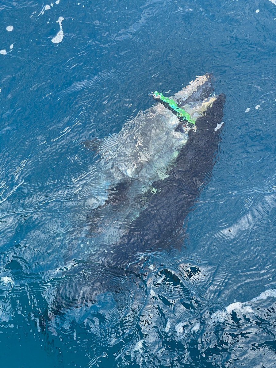 Kaz 遠征あんぐらー tweet media